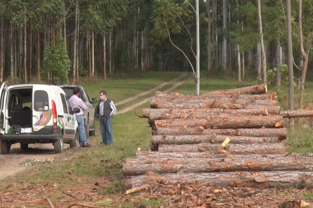 Suman poco más de 80 las compañías con un plan para el mercado de carbono.