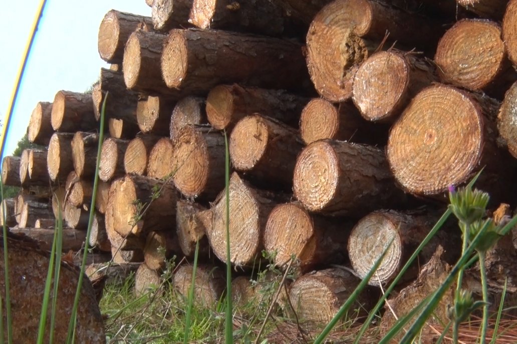 La madera, economía regional entrerriana, es una de las cadenas en desarrollo.