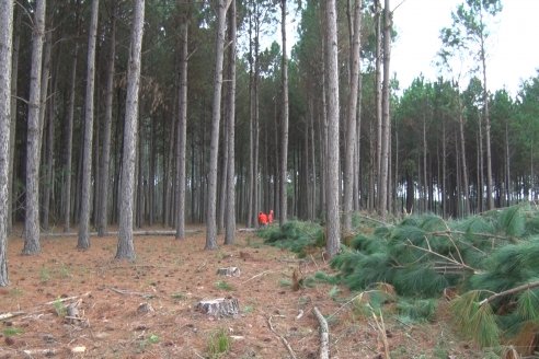 Alejandro Giudici - Productor Forestal -  Visita a Campo de los Nietos