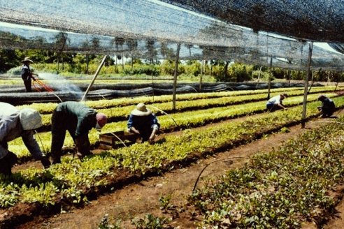 La ayuda para trabajadores rurales desempleados llegó a 38.940 pesos