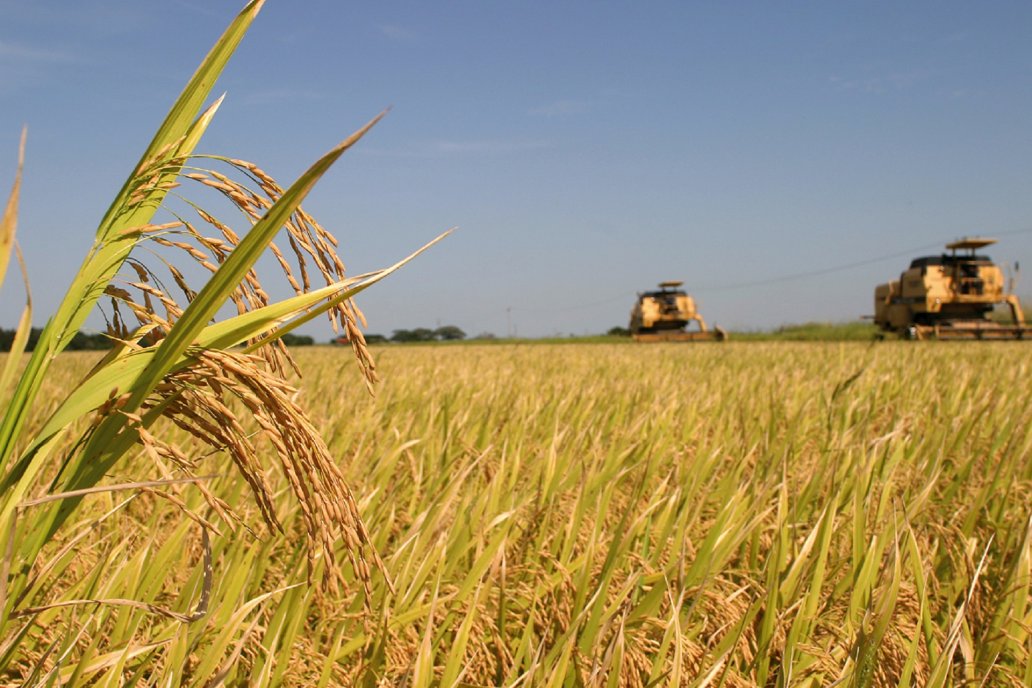 El arroz partido subió nada menos que el 2464% entre 2020 y 20201.