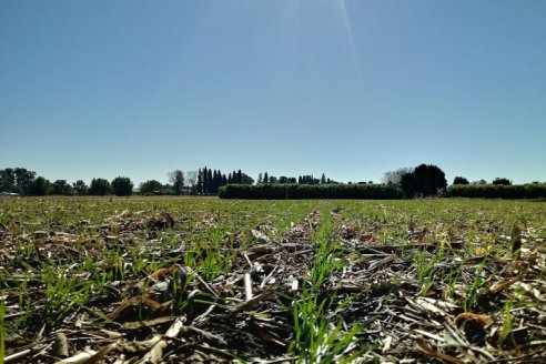 El cultivo que más beneficios aporta al sistema productivo