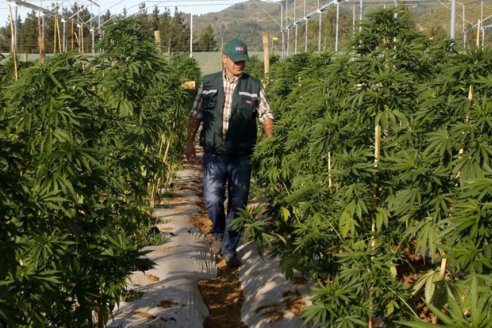 La gran cita de los expertos en cannabis sucederá en Rosario