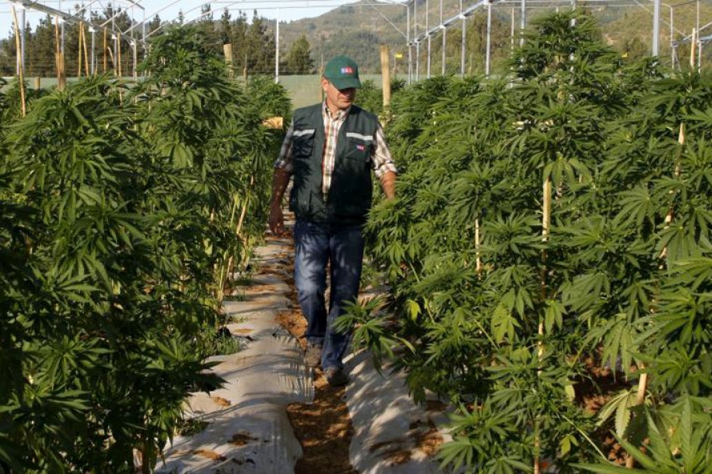 Desarrollo de cannabis en Jujuy