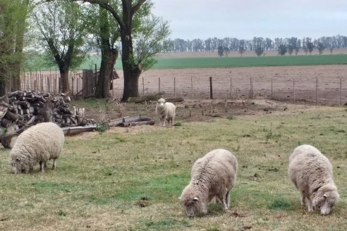 La convocatoria nacional contra el hambre sumó seis proyectos entrerrianos