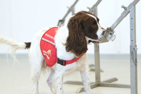 Revelan avances en el entrenamiento de perros para detectar Sars-CoV-2 en personas