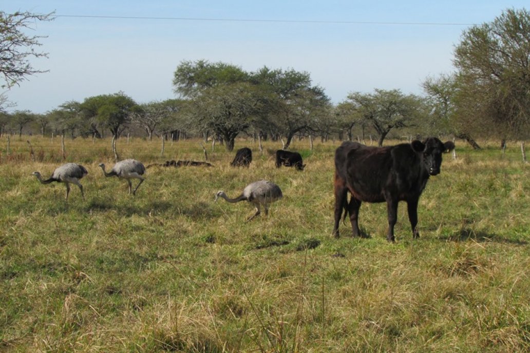 La ganadería extensiva en campo natural es compatible con la sostenibilidad.