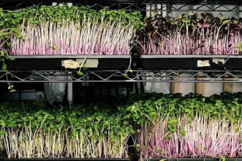 Cómo armar un jardín comestible para disponer de alimentos vivos