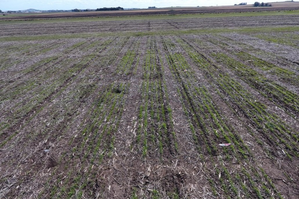 Al fin de la actual campaña surgirán más datos sobre la perfomance del producto.