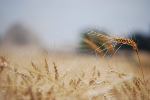 Anuncian la cosecha de trigo alcanza para abastecer a los mercados interno y externo