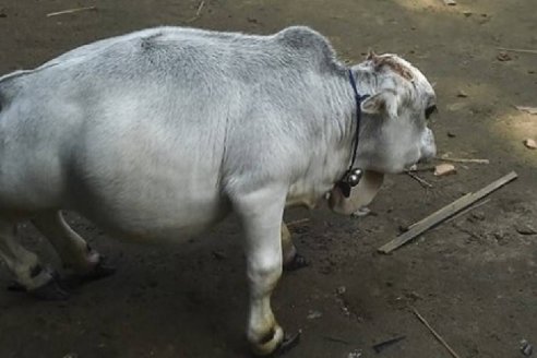 Rani, la vaca que mide 51 centímetros de alto y pesa 26 kilos