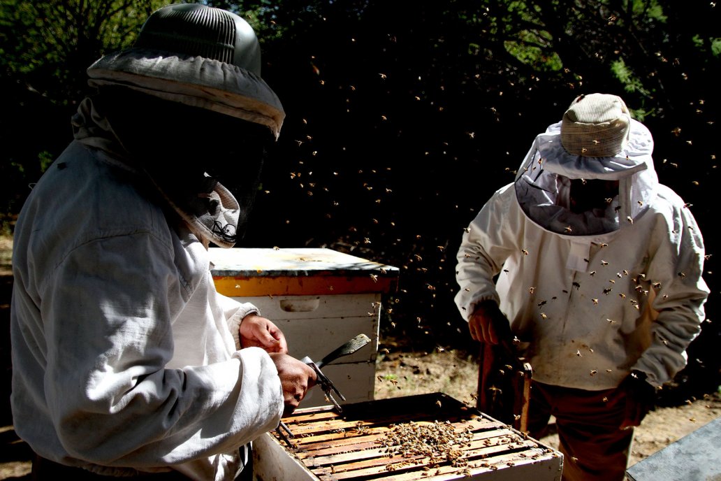 La exportación de frutos de la apicultura aumentó 29%.