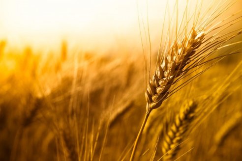 Nueva revolución para el control de enfermedades en trigo
