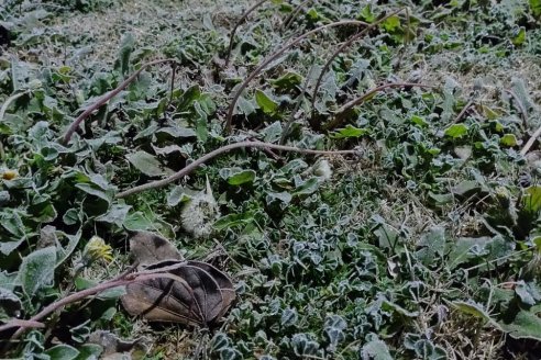 Este martes hay pronóstico firme de repetir heladas sobre Entre Ríos