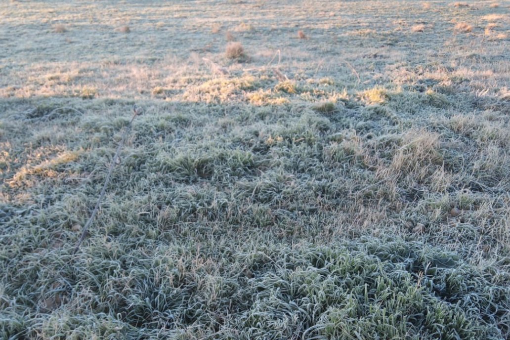 Con las heladas, las opciones sanitarias mejoran para la agricultura.