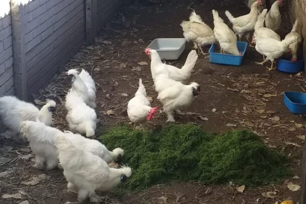 Las especies afectadas son ejemplares de gallinas, pavos y patos.