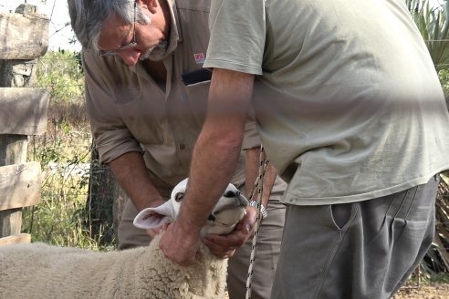 Desafío: promover a la carne ovina como alimento cotidiano
