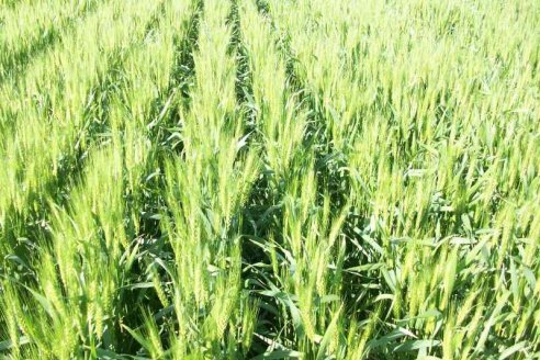 El zinc y los microorganismos mejoran el rendimiento del trigo