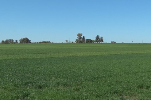 Ensayo de Trigo - Coop.Agric.Mixta La Protectora Ltda. - Colonia La Buena Vista, Dpto Gualeguay