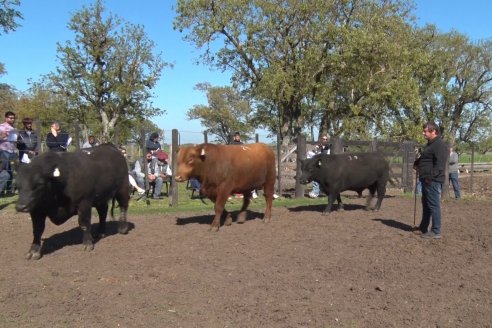 Angus venderá el resultado de su Sexta Prueba Pastoril