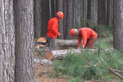 La provincia ratifica su estrategia de desarrollo forestal sustentable