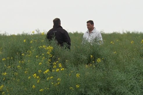 Gustavo Bearzi - COOPAR Victoria - La colza recupera espacios en el calendario agrícola entrerriano