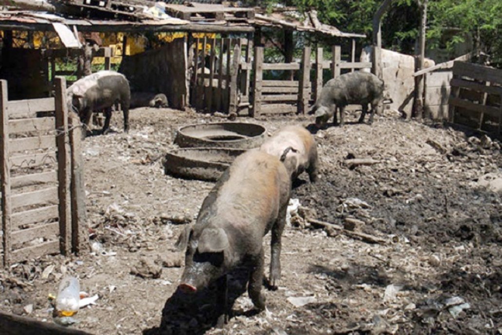 La triquinosis se desarrolla por la ingesta de carne de cerdo cruda o mal cocida
