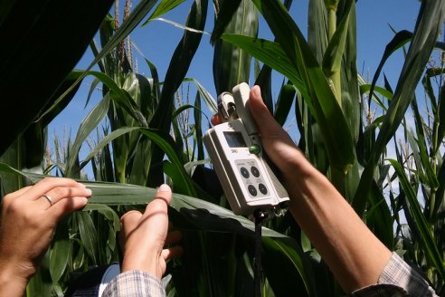 Desde la Bolsa revelan un sensible crecimiento del área maicera