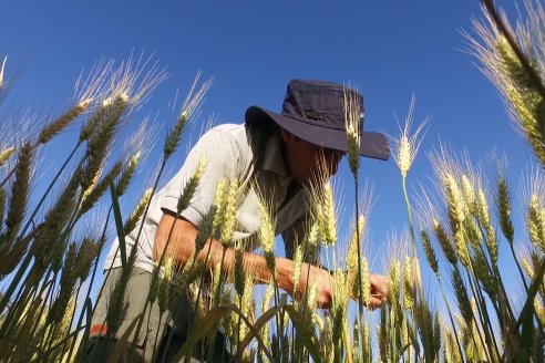 Los agricultores lograron un trigo de excelente calidad