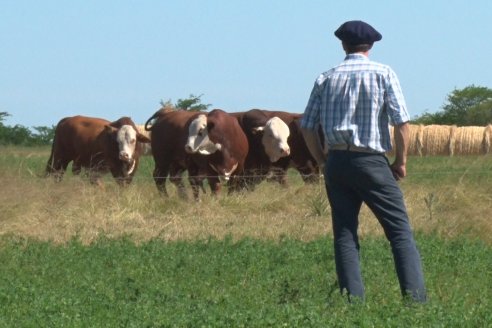 La Asociación Regional de Braford jerarquiza a la raza en la provincia