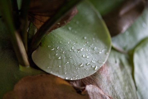 Las precipitaciones de este lunes sirven para atravesar el verano