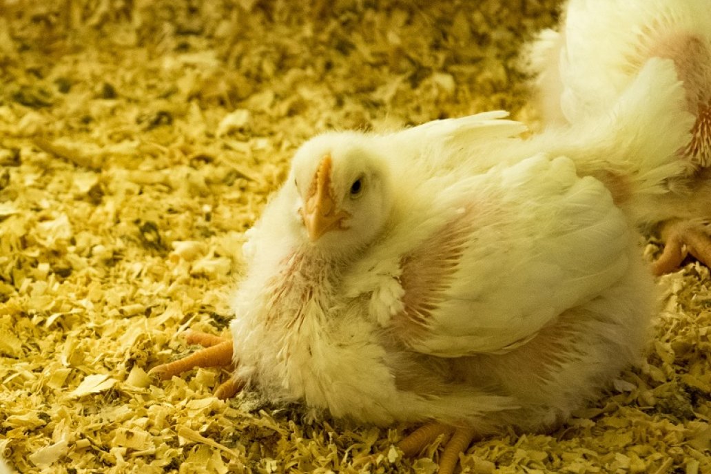 En INTA dan cuenta del inédito cambio tecnológico.