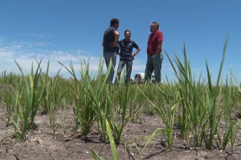 Lograron desarrollar arroces que son más productivos, sanos y nutritivos