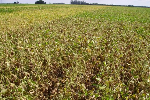 Esta campaña gruesa viene tan heterogénea como marcada por el riesgo del déficit hídrico