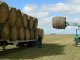 Alfalfa: Ejemplos para imitar