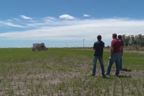 En la provincia se acaba la plantación de arroz sobre 59.000 hectáreas
