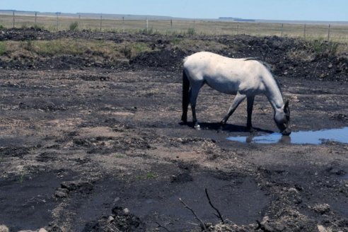 En un escenario de seca, Uruguay se adelanta y autoriza pastoreo de animales en la vía pública