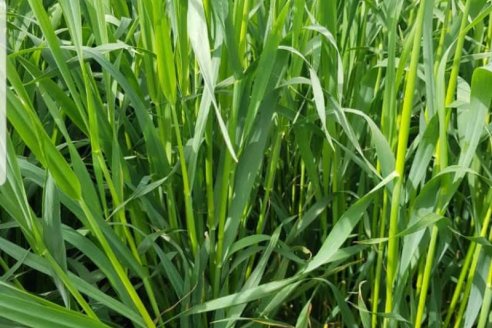 Presentaron la primera avena apta celíacos de la Argentina