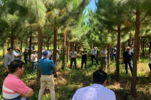 Toman medidas para prevenir el ingreso de la "avispa de la madera"