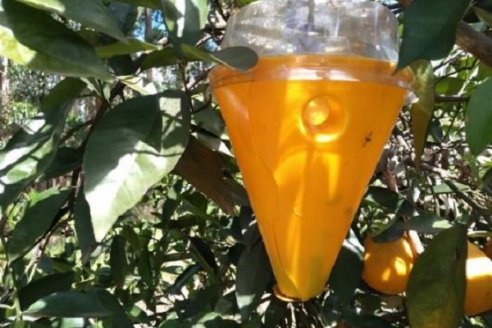 Evaluación de tecnologías en trampeo masivo