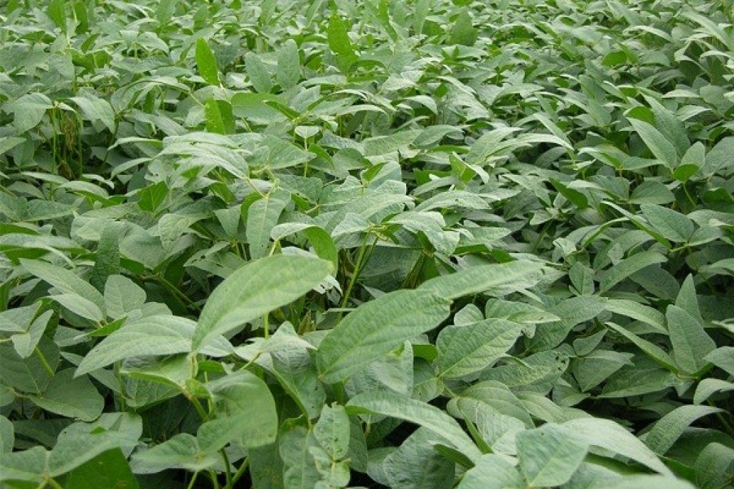 Con las lluvias, hubo un cambio positivo en la soja entrerriana