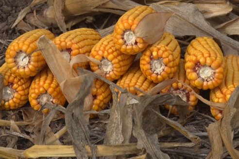 El trigo vuelve a entusiasmar y el maíz temprano dominará a casi toda la zona núcleo