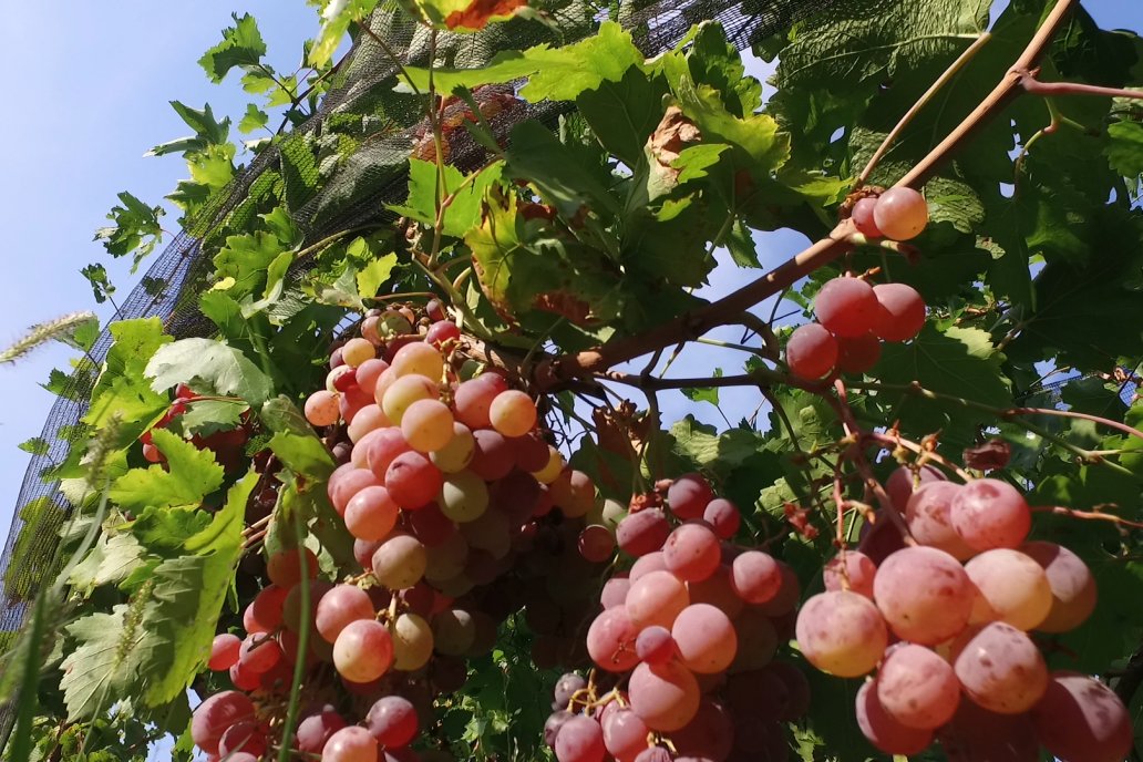 40 millones para el sector vitivinícola entrerriano