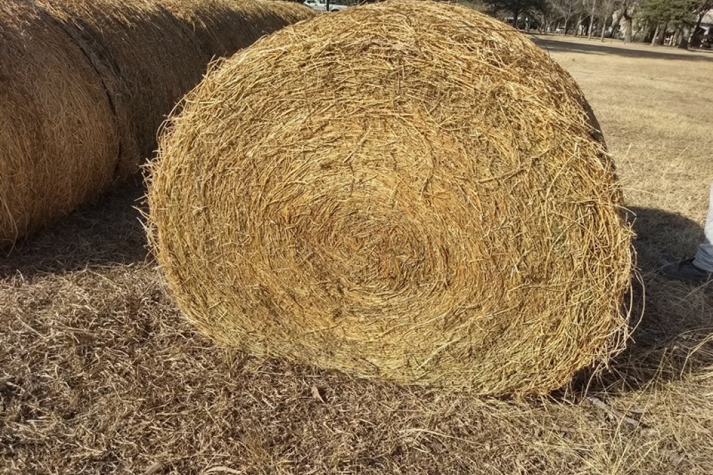 La conservación del recurso forrajero comienza en la cosecha.