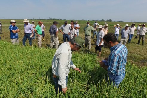 Sobre el final de las siembras se confirma que el arroz crece en superficie y es en todo el país