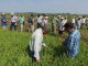 Citrus y arroz, en los primeros puestos de las exportaciones del agro