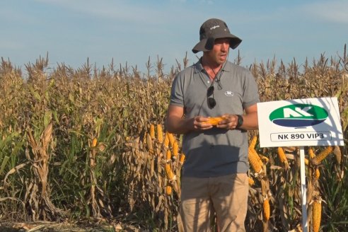 En campos de Viale celebrarán una trilla de 6.000 kilos por hectárea