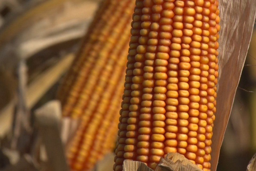 El maíz se convirtió en el cultivo más cosechado de Argentina