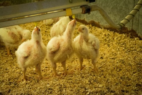 El mercado del pollo cerró noviembre con valores en alza y el del huevo sigue en busca de la rentabilidad