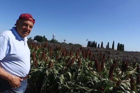 Entre Ríos se encamina a concretar la campaña sorguera más magra del siglo sobre apenas 55.000 hectáras